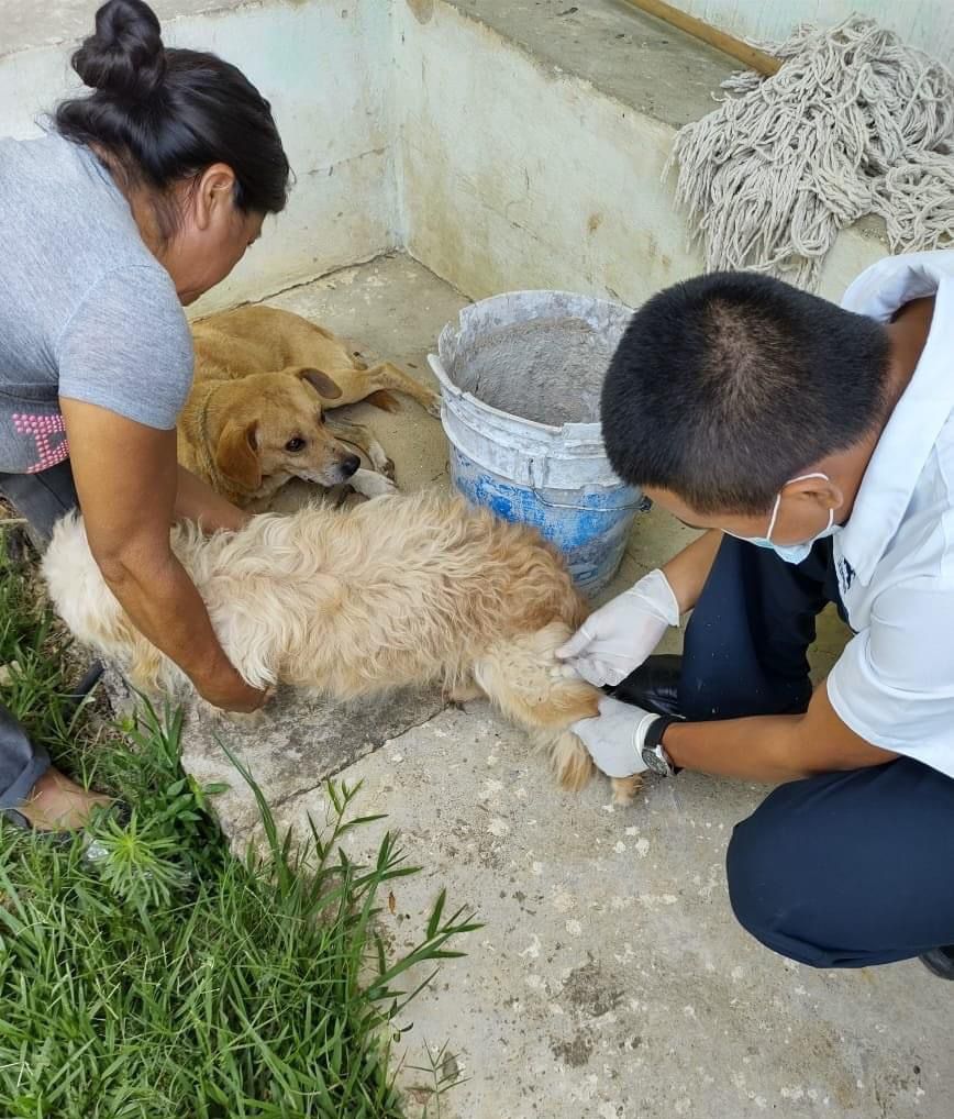 COORDINA GOBIERNO DEL CAMBIO ACCIONES CONJUNTAS PARA CONTROL DE SOBREPOBLACIÓN FELINA Y CANINA